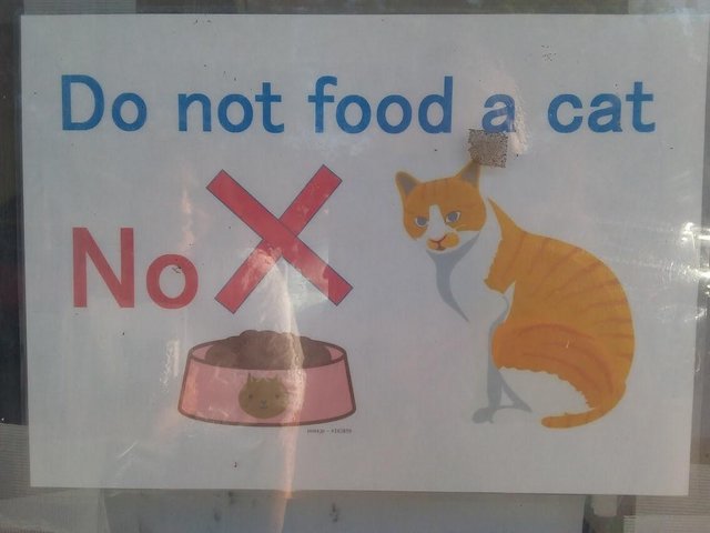 Nej&iacute;dlujte kočku. NE!
